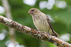 Vegetarian Finch